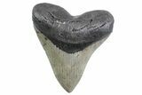 Serrated, Fossil Megalodon Tooth - North Carolina #378050-1